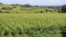 Vignoble à l'ouest de Buxy